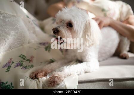 Cane bianco razza il cane giro francese. Foto Stock