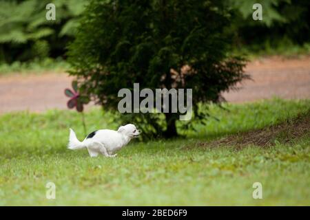 Cute capelli lunghi Chihuahua esecuzione sull'erba fuori nel periodo estivo. Foto Stock