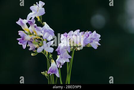 Primo piano di un bouquet di fiori viola pallido di freesia su sfondo scuro Foto Stock