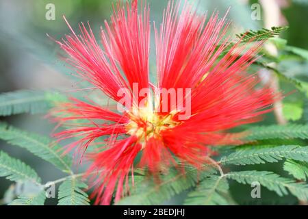 Bel fiore rosso di seta di acacia (Albizia julibrissin) Schöne rote Blüte der Seidenakazie (Albizia julibrissin) Foto Stock