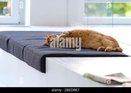 Cat rilassante sul suo posto in ufficio Foto Stock