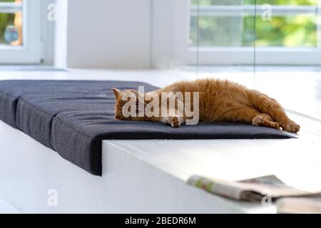 Cat rilassante sul suo posto in ufficio Foto Stock