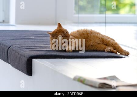 Cat rilassante sul suo posto in ufficio Foto Stock