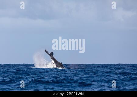 La coda di balena fin sopra la superficie giovane humpback giocare Pacific Ocean onda splash Foto Stock