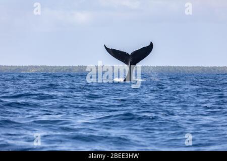 La coda di balena fin sopra la superficie giovane humpback giocare Pacific Ocean onda splash Foto Stock