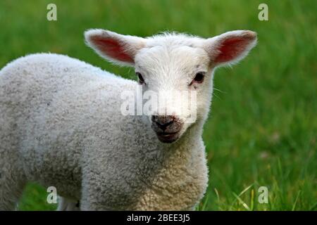 Un primo piano di un agnello nato in un campo d'erba in primavera Foto Stock