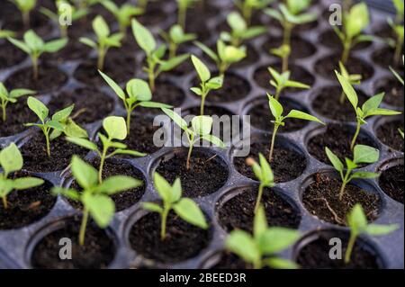 Primo piano coltivazione fila chili germoglio in vassoio del terreno Foto Stock