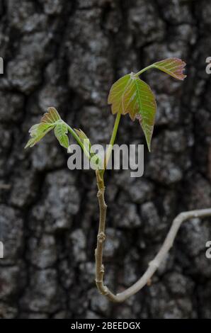 Veleno Ivy, radicani Toxicodendron, foglie emergenti in primavera e crescere Blackjack Oak, Quercus marilandica Foto Stock