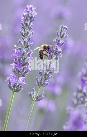 Un'ape che si gode di nutrirsi sulla lavanda dolce della Provenza, Francia Foto Stock