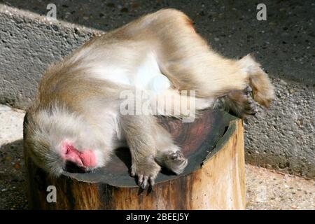 Il baboon (Papio) un primate che si verifica in Africa Der Pavian (Papio) ein Primat der in Afrika vorkommt Foto Stock