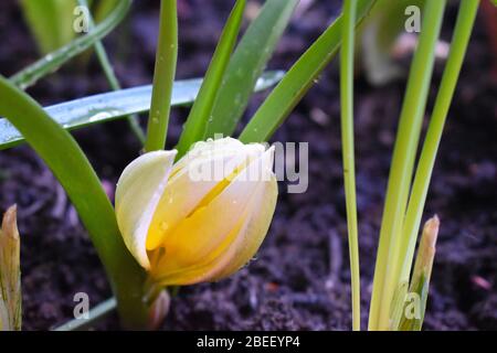 Giallo e bianco tulipa tarda fiori fornire fluorescente luminosità nel giardino britannico cottage primavera sono piante dure fiorire in un cluster Foto Stock