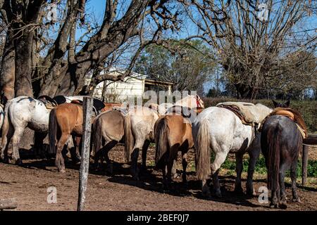 Cavalli, estancia Ombu, San Antonio de Areco, Argentina Foto Stock