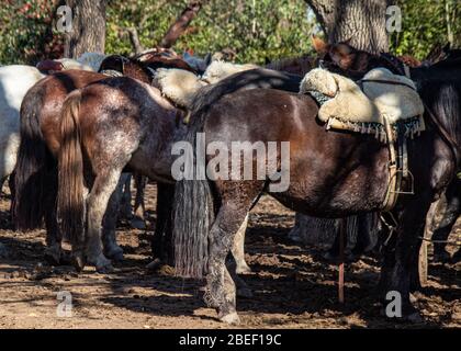 Cavalli, estancia Ombu, San Antonio de Areco, Argentina Foto Stock