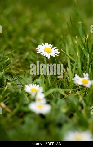 Daisy comune in prato Foto Stock