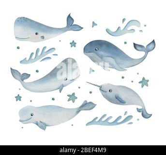 Acquerello di animali marini su sfondo bianco. Fumetto balena, cachalot, narghala e beluga con elementi decorativi. Ideale per cartoline. Foto Stock