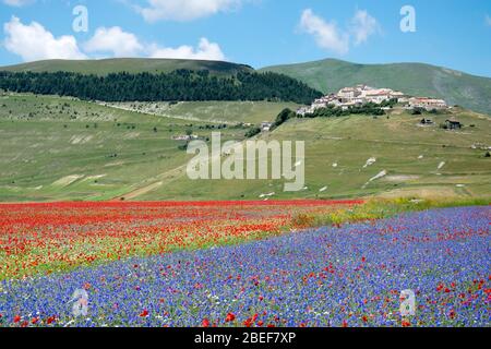 La famosa fioritura dei campi di Castelluccio in Umbria Foto Stock