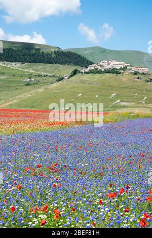 La famosa fioritura dei campi di Castelluccio in Umbria Foto Stock