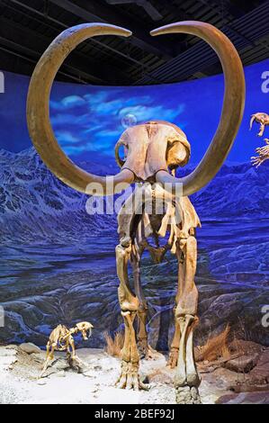 La mammota lanosa (Mammuthus primigenius) esposta al Museo reale di Paleontologia del Tyrrell. Drumheller Alberta Canada Foto Stock