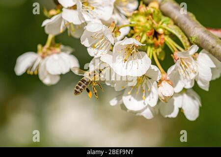 Un'ape di miele di carniola (Apis mellifera carnica) raccoglie nettare dai fiori di un albero di ciliegio Foto Stock