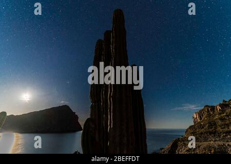 Cactus, sahuaro una notte di stelle sulla spiaggia di El Colorado, sonora Mexico, si trova vicino al deserto di sonora, molto simile al deserto di Arizona e Baja California. Golfo del mare della California come parte dell'Oceano Pacifico (Photo: GerardoLopez / NortePhoto.com)......... Cactus, sahuaro una noche de estrellas en la playa el Colorado, sonora México, se encuentra junto al desierto de sonora, muy simile al desierto de Arizona y Baja California. Mar del golfo de California como parte del Océano Pacífico. Foto Stock