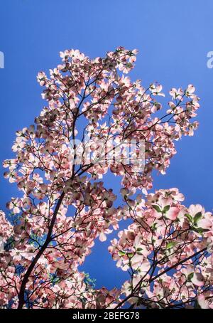 Rami di albero di dogwood rosa contro cielo blu, Monroe Township, New Jersey, Stati Uniti dogwood ramo dogwoods Foto Stock