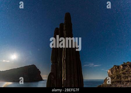 Cactus, sahuaro una notte di stelle sulla spiaggia di El Colorado, sonora Mexico, si trova vicino al deserto di sonora, molto simile al deserto di Arizona e Baja California. Golfo del mare della California come parte dell'Oceano Pacifico (Photo: GerardoLopez / NortePhoto.com)......... Cactus, sahuaro una noche de estrellas en la playa el Colorado, sonora México, se encuentra junto al desierto de sonora, muy simile al desierto de Arizona y Baja California. Mar del golfo de California como parte del Océano Pacífico. Foto Stock