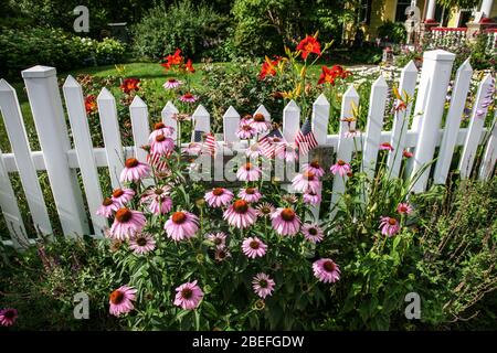 Violetto Conflowers e picchetto bianco recinto, Mercer County, New Jersey, Stati Uniti Foto Stock