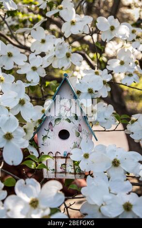 Primavera bianco Dogwood albero fiorisce con un birdhouse in un cortile, Monroe Township, New Jersey, Stati Uniti d'America fiore uccello scatole nido scatole anteriore giardino pastello Foto Stock