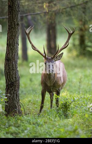 Magnifico cervi rosso masticare nella foresta e stare accanto ad un albero Foto Stock