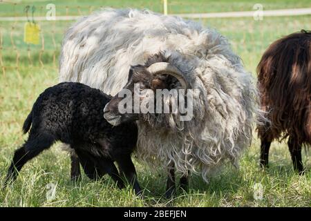 Giovane pecora nera (agnello) che allatta dalla madre si nuora nei prati in una giornata di sole Foto Stock