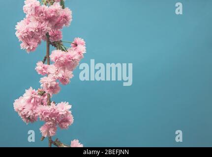 La delicata fioritura rosa sul ramo di un ciliegio fiorito in un giardino di campagna inglese su sfondo blu con spazio copia Foto Stock