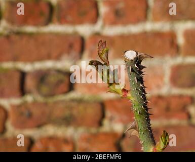 Nuova crescita delle foglie su rosa cespuglio con spine su sfondo sfocato muratura Foto Stock