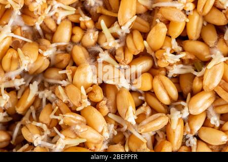 grano germogliato grani sono sulla tavola, tessitura Foto Stock