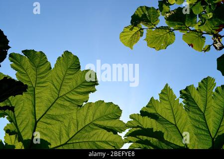 Rabarbaro cileno nome latino Gunnera manicata Foto Stock