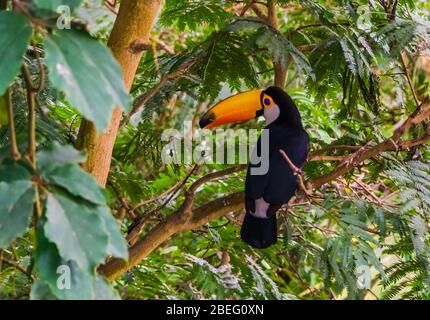 toco toucan seduta un albero, specie di uccelli tropicali dall'America Foto Stock