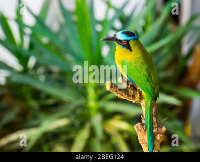 Ritratto di un motmot coronato di colore blu, specie di uccelli tropicali dal Sud America Foto Stock