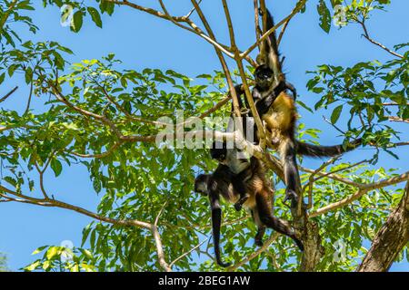 Ragni scimmie negli alberi a Auto Safari Chapín in Guatemala Foto Stock