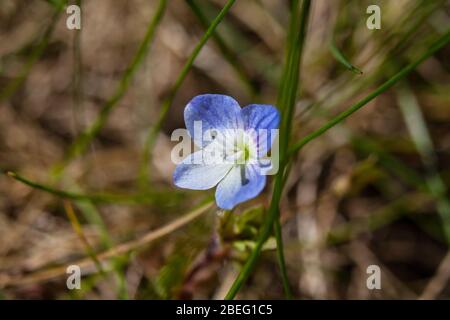 Birdeye o campo speedwell Veronica persica Foto Stock
