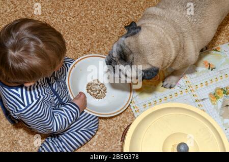 Primo piano alto angolo bambino seduto sul pavimento della cucina linoleum e vecchio pug che sono guarding fisso al recipiente vuoto per l'alimentazione. Foto Stock