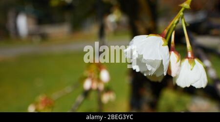 Primo piano del bianco Mt. Fuji fioritura fiore di ciliegia Foto Stock