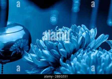 Petali di crisantemo in tenui colori blu. Bellissimi fiori con sfondo sfocato. Astratto sfondo blu Foto Stock