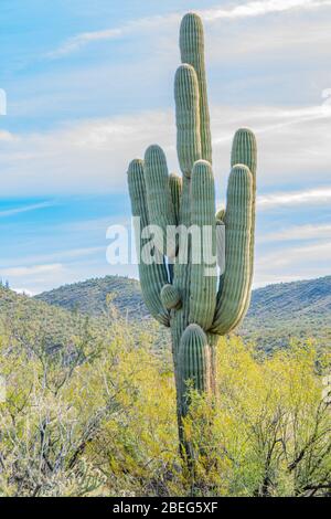 Cactus di Saguaro nel deserto di Sonoran in Arizona Foto Stock