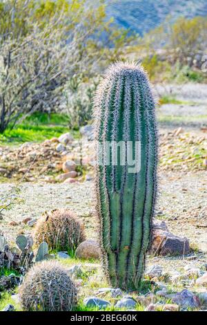 Cactus Ferocactus a forma di botte nel deserto di sonora in Arizona Foto Stock