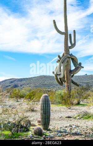 Grande Ferocactus e Saguaro cactus nel deserto di Sonoran in Arizona Foto Stock