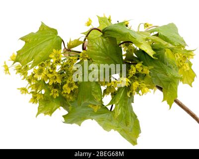 Fiori di primavera gialli dell'acero nativo del Regno Unito, Acer campestre, contrasto con il verde fresco fogliame su uno sfondo bianco Foto Stock