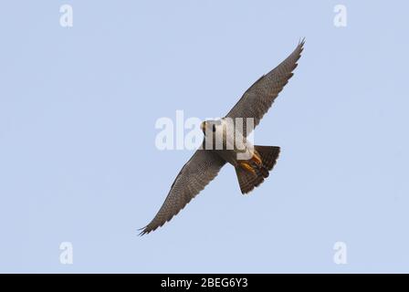Peregrina adulta intorno al Campanile della Chiesa di Cromer Foto Stock