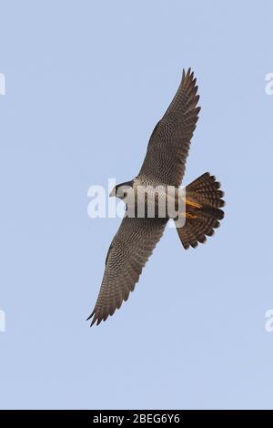 Peregrina adulta intorno al Campanile della Chiesa di Cromer Foto Stock