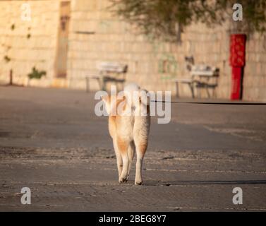 Razza 'Shibu' di cane giallo arancione giapponese che è camminato su un percorso in cemento vicino a una spiaggia. Su un guinzaglio godendo una giornata di sole visto da dietro Foto Stock