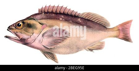 Helicolenus dactylopterus McCoy. Foto Stock