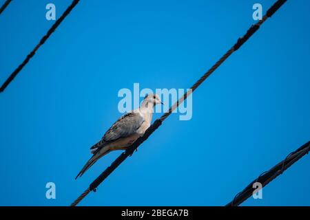 Lutto dove su filo a Springtime Foto Stock